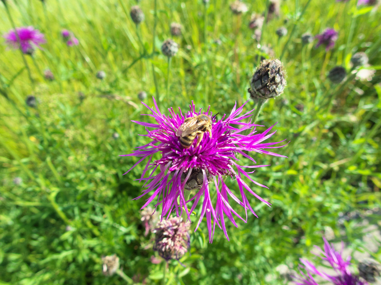 CLOSE-UP OF THISTLE ON PURPLE FLOWER