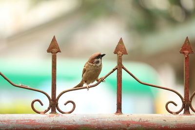 Close-up of bird perching on metal