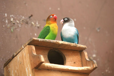 Close-up of birds perching on wood