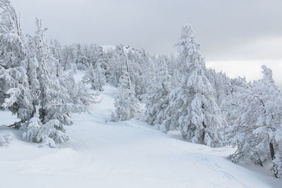 Trees on snow covered landscape