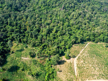 High angle view of trees in forest
