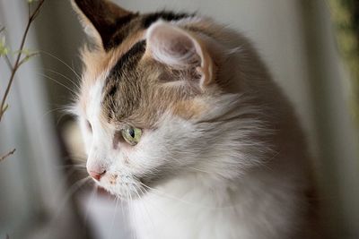 Close-up portrait of cat