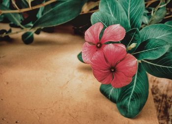 Close-up of red hibiscus flower