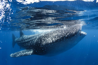 Fish swimming in sea