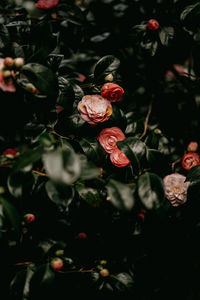 Close-up of red flowering plant