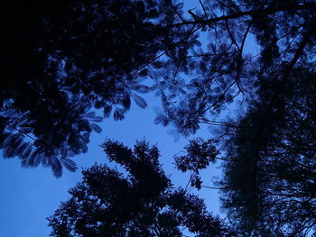 Low angle view of trees against sky