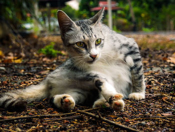 Close-up portrait of a cat on field