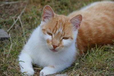 Close-up of a cat on field