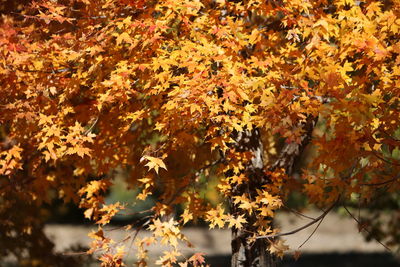 Close-up of maple leaves on tree