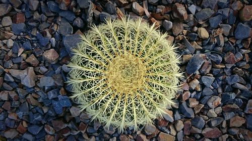 Close-up of firewood