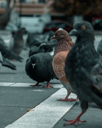 Close-up of pigeon perching on footpath