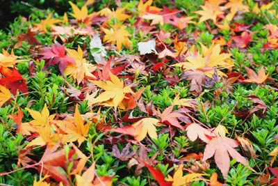 Close-up of maple leaves