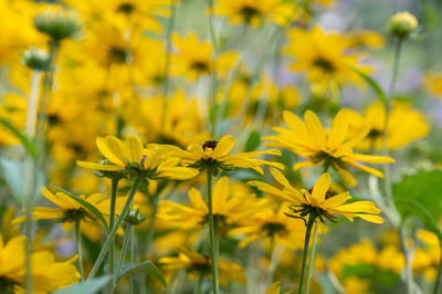 Close-up of yellow flowering plant on field