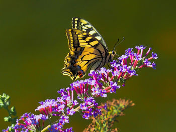 Close-up of butterfly pollinating on purple flower