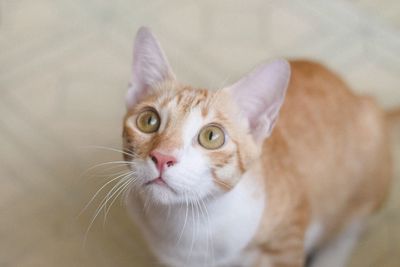 Close-up portrait of cat