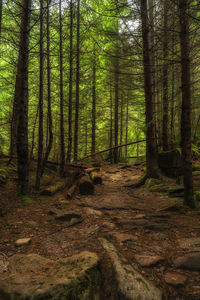 Trees in forest