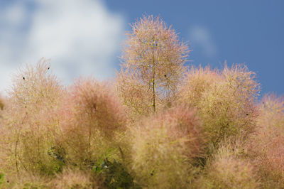 Close-up of flowering plants against sky