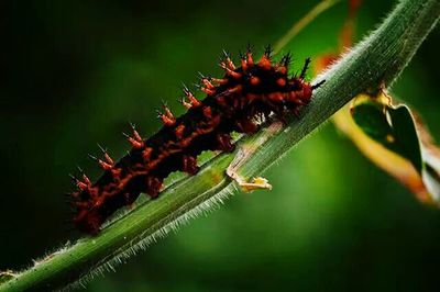 Close-up of plant against blurred background