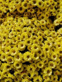 Close-up of yellow flowers