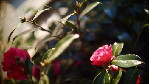 Close-up of pink roses