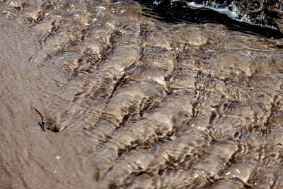 Close-up of fish in sea