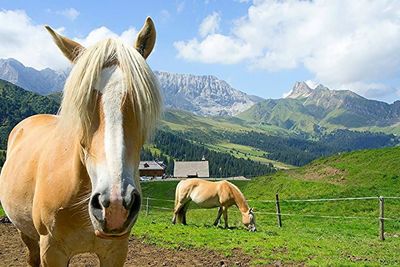 Horses grazing on field