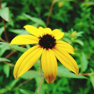 Close-up of yellow daisy blooming outdoors