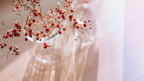 Gypsophila or baby's breath flowers beautiful pink flower blooming with soft light. selective focus. 