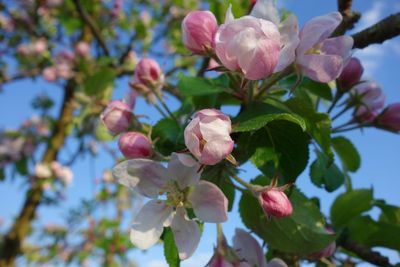 Low angle view of pink flowers blooming on tree