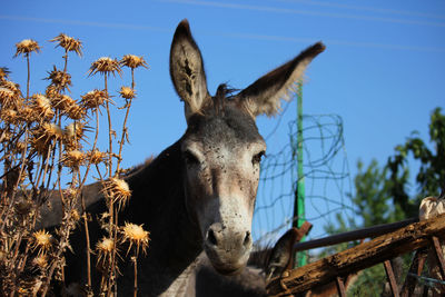 View of a horse against clear sky