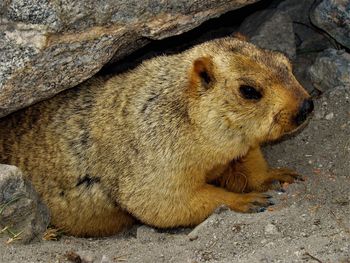 Himalayan marmot, ladakh region, india