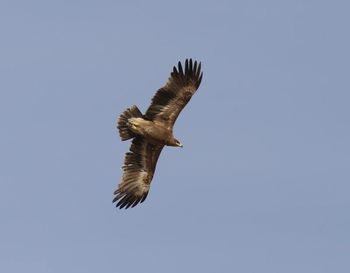 Low angle view of birds flying against clear sky