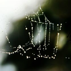 Close-up of spider web