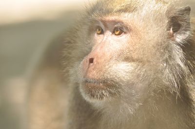 Close-up of monkey looking away