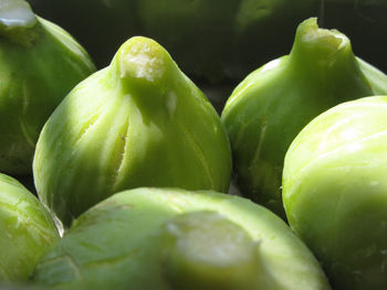 Ripe green figs just picked from the tree