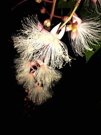 Close-up of illuminated flower against black background