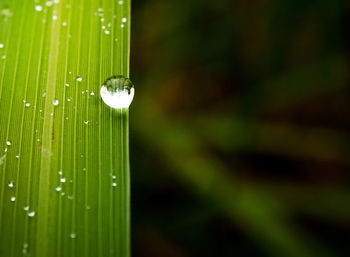 Close-up of wet plant leaves during rainy season