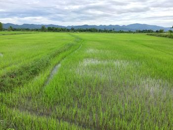 Scenic view of farm against sky