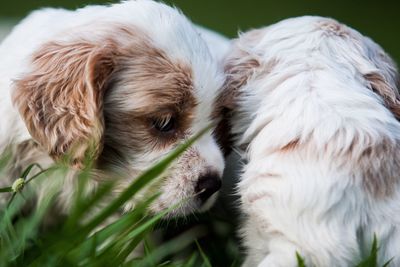 Close-up of cute puppies on field