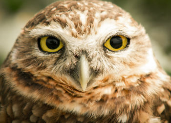 Portrait of owl