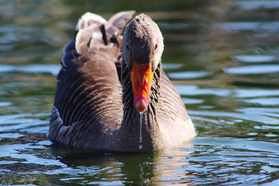 Close-up of duck swimming in lake