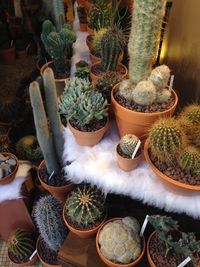 High angle view of succulent plants in market