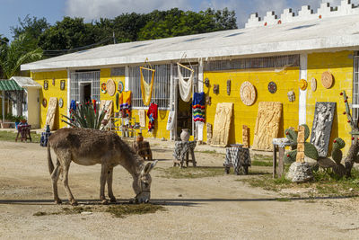 Horses in a building