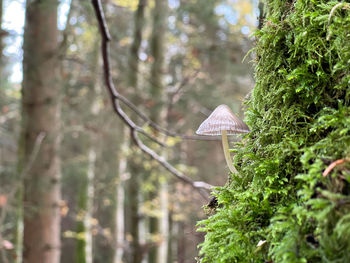 Close-up of mushroom growing in forest