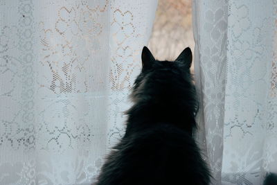 Close-up of a cat looking away