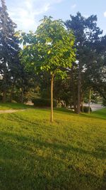 Trees on field against sky