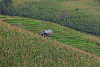 High angle view of agricultural field