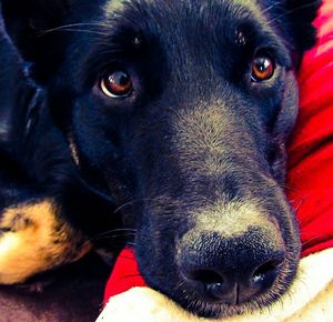 Close-up portrait of black dog