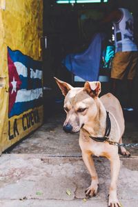 Dog looking away in city