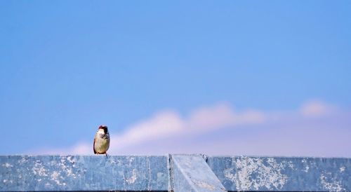 Alone sparrow